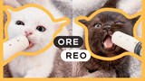 Bottle Feed Cute Kittens ASMR. Funny Little Kittens Drink Yummy Milk. Ore and Reo New Family Members