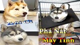 Dương KC | Ngáo Và Ngơ #4 | chó thông minh đáng yêu | funny cute smart dog pets | Thú Cưng TV