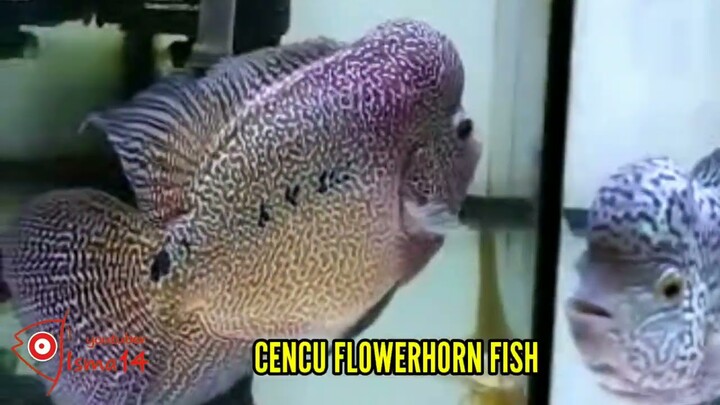 CENCU AND KAMFA FLOWERHORN FISH INDONESIA