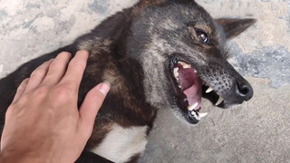 Peliharaan Lucu | Anjing Kecil Makan Bakpao