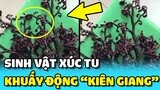 💥SINH VẬT XÚC TU ngoe nguẩy xuất hiện ở KIÊN GIANG chưa xác định được con gì | TIN GIẢI TRÍ