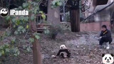 Panda Qi Yi: Kamu Terlambat. Bisakah Anda Membawa Saya Kembali?