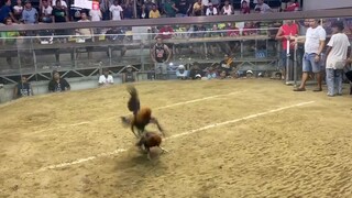 3cock derby winner @DL WILDROSE GAMEFARM