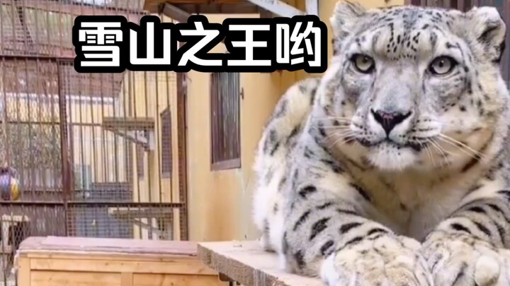 Báo Tuyết: Xin chào mọi người, tôi là Husky Leopard! Không, ta là vua núi tuyết! Ối...!