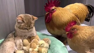 Quan tâm lẫn nhau, khen ngợi lẫn nhau, chính trực, hâm mộ lẫn nhau và không bao giờ phản đối
