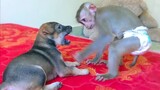 Most Playful Monkey!! Little so happy when playing with her new friend