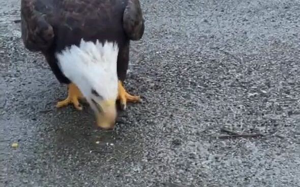 路边遇到一只大胆的鹰