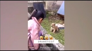 funny cat and dog