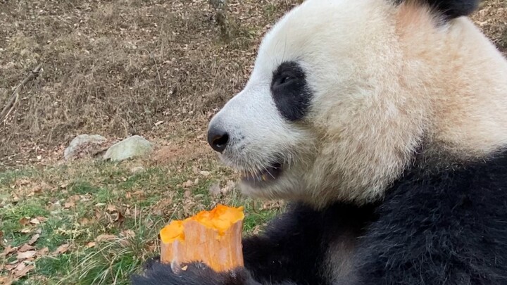 Panda Eating Pumpkin