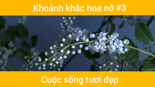 Hoa nở đẹp nao lòng