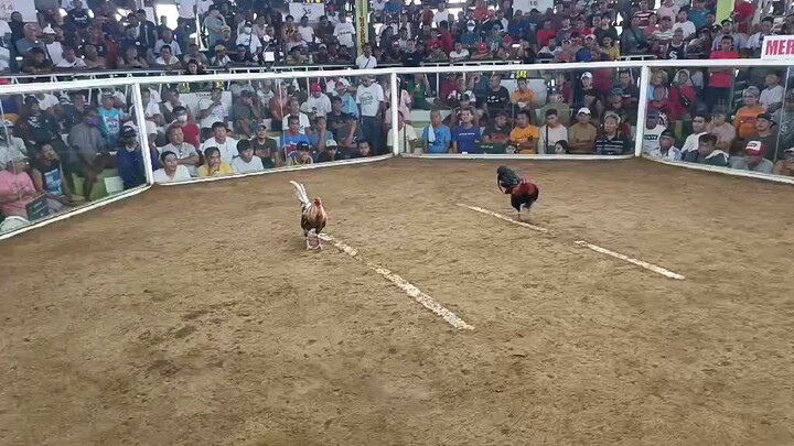 2nd fight ni bulik di nagwagi. salamat sa yo . balagtas cockpit jan 29 2025