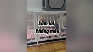 Nói chung là mệt các pác ạ. mèo cute cat