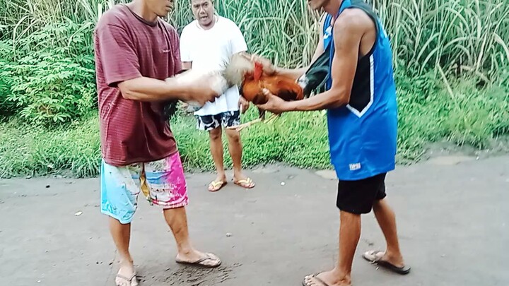 kanawayun native vs triple bande NGBA.Salto.WPC