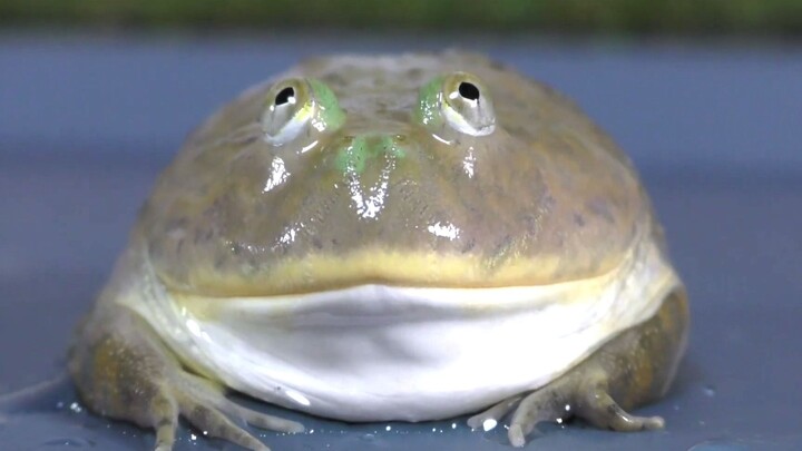 This silly looking frog is actually very ferocious!