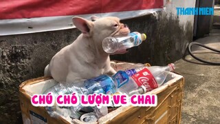 Chú chó lượm ve chai ngầu nhất Hà Nội