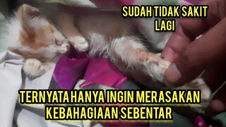 Astagfirullah Anak Kucing Ini Hanya Mampir Numpang Tidur Pulas Ternyata Untuk Selamanya..!