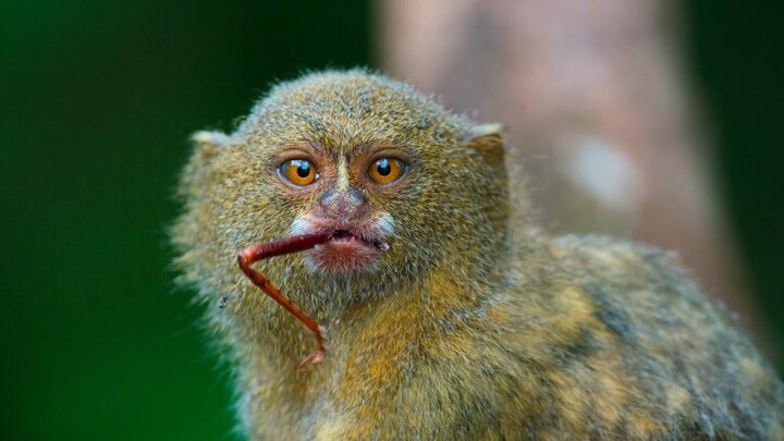 "Pygmy Marmoset: อเมริกาใต้ที่ปลายลิ้น"