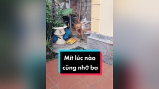 Mít tình cảm cực kỳ luôn ấy....cunyeucuadua chó chócon chókhôn chócute