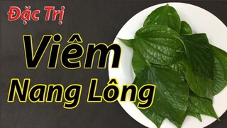 Cách chữa dứt điểm bệnh viêm nang lông tại nhà bằng 1 nắm lá lốt ( trị viêm nang lông )