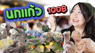 นกแก้ว100฿!! ตลาดจตุจักร2022  Ep.250