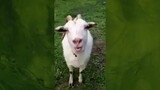 legendary goat!