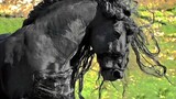 [Campuran Video Kuda Friesian] Raja Kuda Hitam