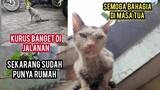 Kucing Kurus Minta Tolong Karena Sedang Sakit Di jalanan Part 2 | Kondisi Setelah Di Adopsi..!