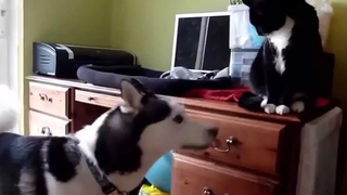 Funny Cats Meeting Dogs For The First Time Compilation 2017