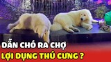 Tranh cãi về 2 bé Chó tại chợ Đà Lạt: YÊU THƯƠNG hay LỢI DỤNG thú cưng ? | Yêu Lu