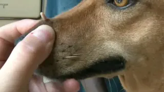 Squeezing out a parasite from my dog's body