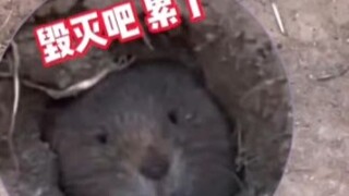 地鼠:你们这群老六。。。