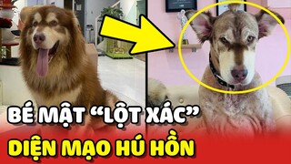 Bé Mật mang "BỘ LÔNG BÁ ĐẠO" để HÙ DỌA sếp Mai của nhà Mật Pet Family 😂 | Yêu Lu