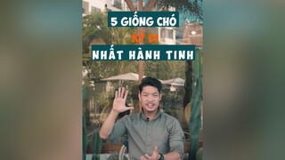 con chó thứ 5 mặt sao giống tui dị mấy người tuitienpet dcgr learnontiktok