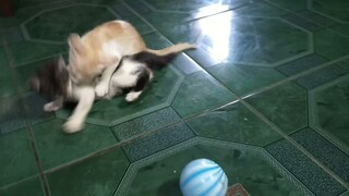 #Kittens(playing)