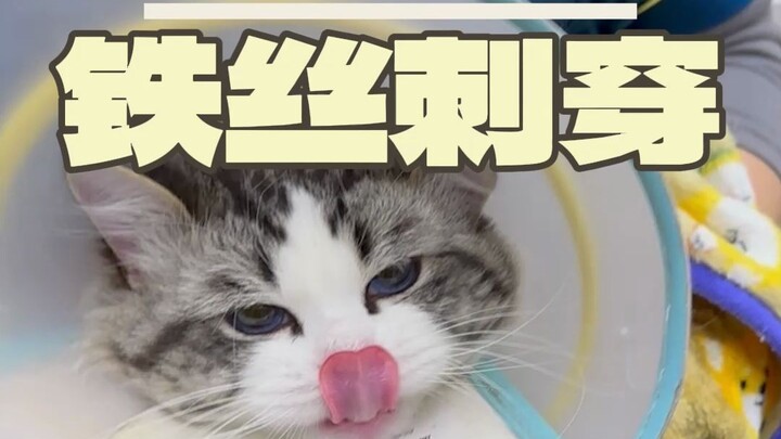 可怜的猫咪身体被铁丝扎穿了，一问才知道是它自己干的？