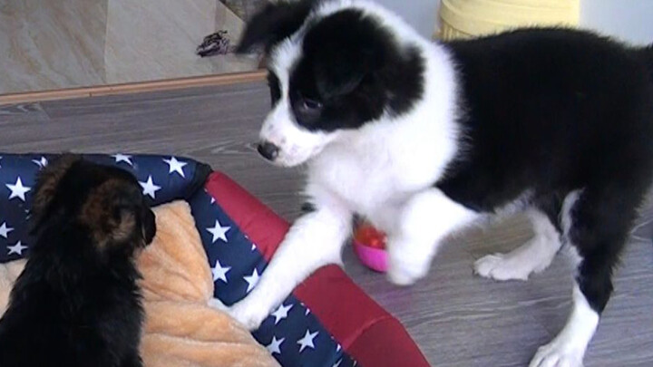 When my Border Collie meets a German Shepherd Dog for the first time