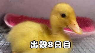 Call duck có giá mấy chục triệu, thân thiện tới mức nào?