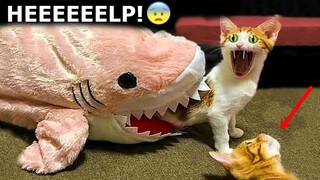 Funny Dog And Cat 😍🐶😻 Funniest Animals #64