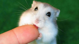 Cute Hamsters 😍 Hamster Doing Funny Things 2021 -Cute VN