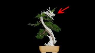 8 cây Bonsai chục tỷ ở Việt Nam