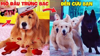 Thú Cưng Vlog | Trứng Bạc Và Trứng Vàng #1 | Chó gâu đần thông minh vui nhộn | Funny pets smart dog