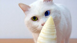[Động vật] Mèo thích cướp đồ ăn nên bị dạy cho một bài học