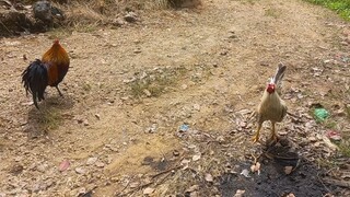 bulik ni osting vs buyugin (friendly fight)