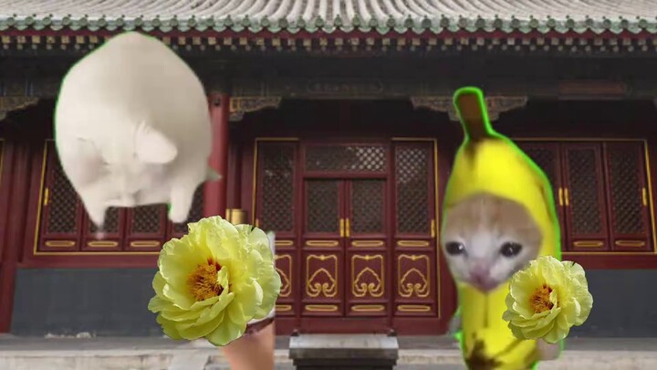 Wei Yanwan's first half of life but cat meme