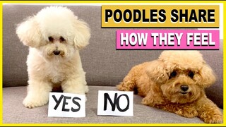 MY DOGS SHARE HOW THEY REALLY FEEL- Q&A with Talking Dog| The Poodle Mom