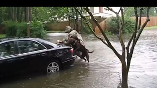 meme Chó gì khôn vậy ba