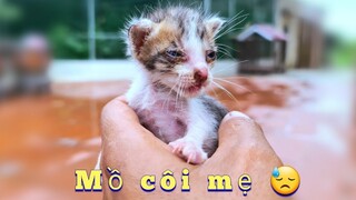 Mèo Mẹ Bị Bả Tặc Hãm Hại Tôi Lại Nhận Nuôi Thêm Một Chú Mèo / Quế Nghịch