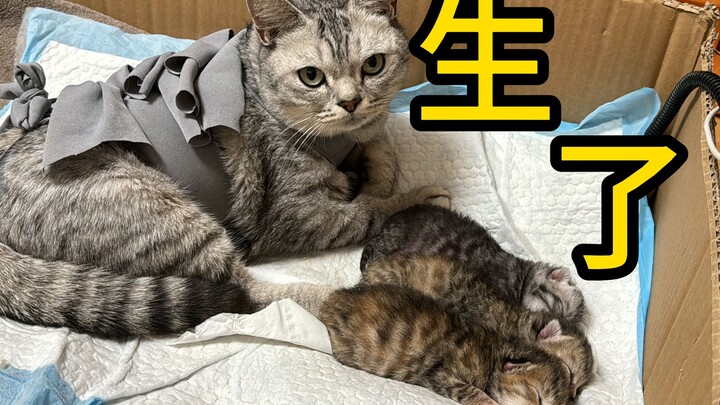 给流浪猫八喜做了剖腹产后，无奈只能人工喂养三只小奶猫