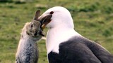 A Gull Bird Rips A Rabbit Apart, Battle For Food.