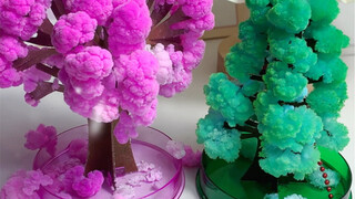 Hồi nhỏ tôi chưa bao giờ chơi với cây giấy nở hoa, bây giờ nhất định phải chơi với con một lần, tôi 